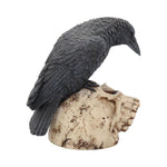 Raven Remains Crow Skull Figurine