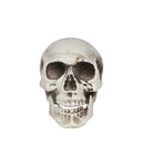 Halloween Skull Head